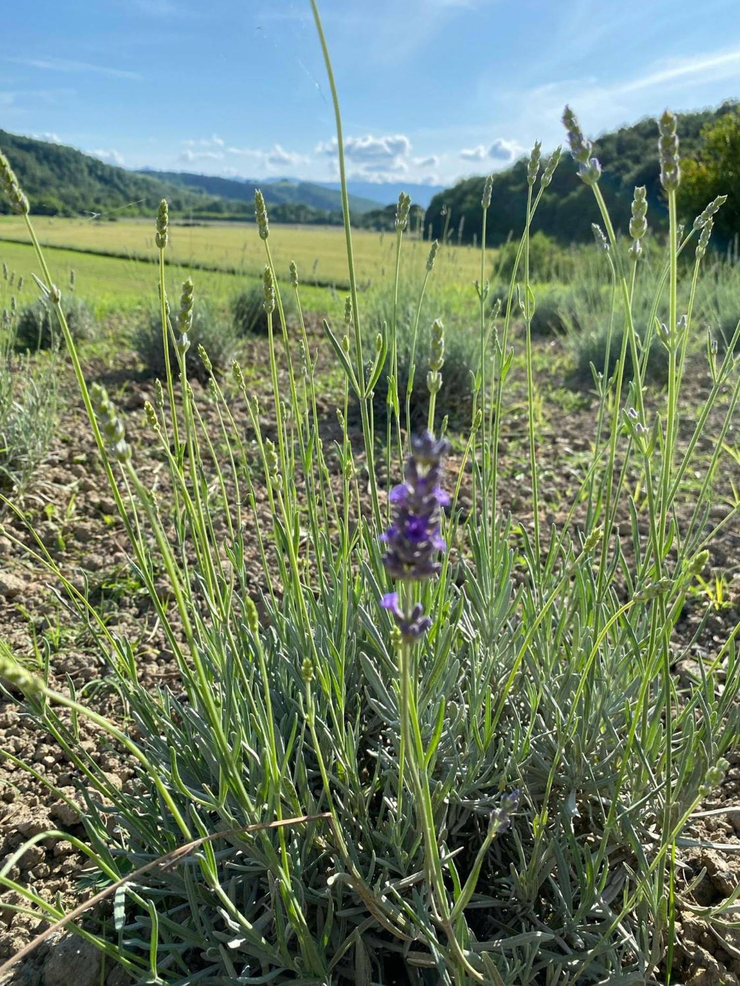 Casa Vacanze Podere San Giusto Volterra Buitenkant foto