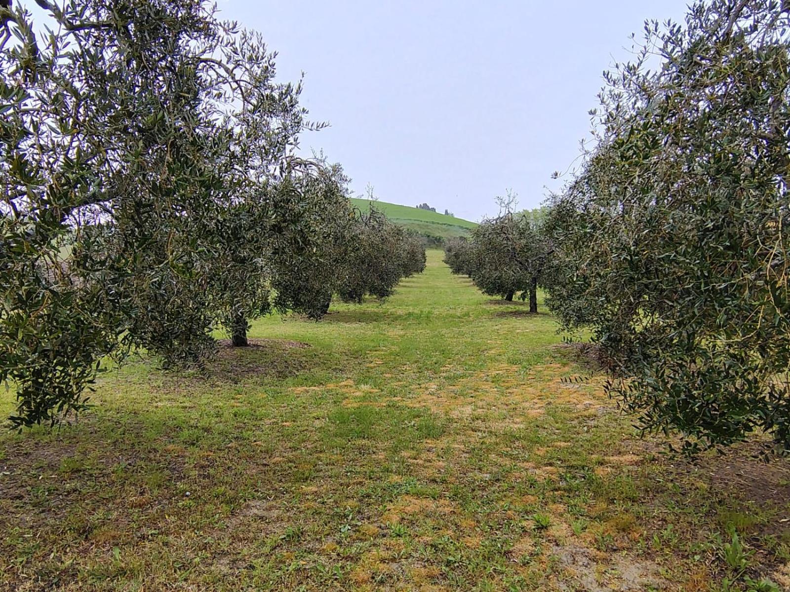 Casa Vacanze Podere San Giusto Volterra Buitenkant foto